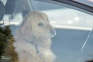 Hund im heißen Auto