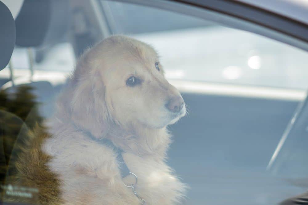 Hund im heißen Auto
