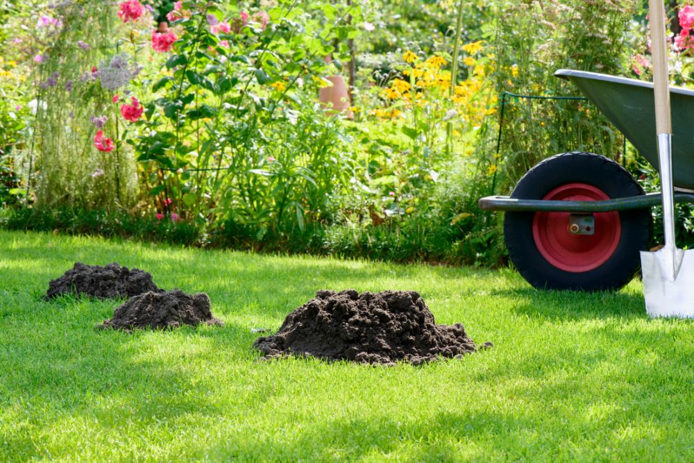 Löcher im Garten Tiere