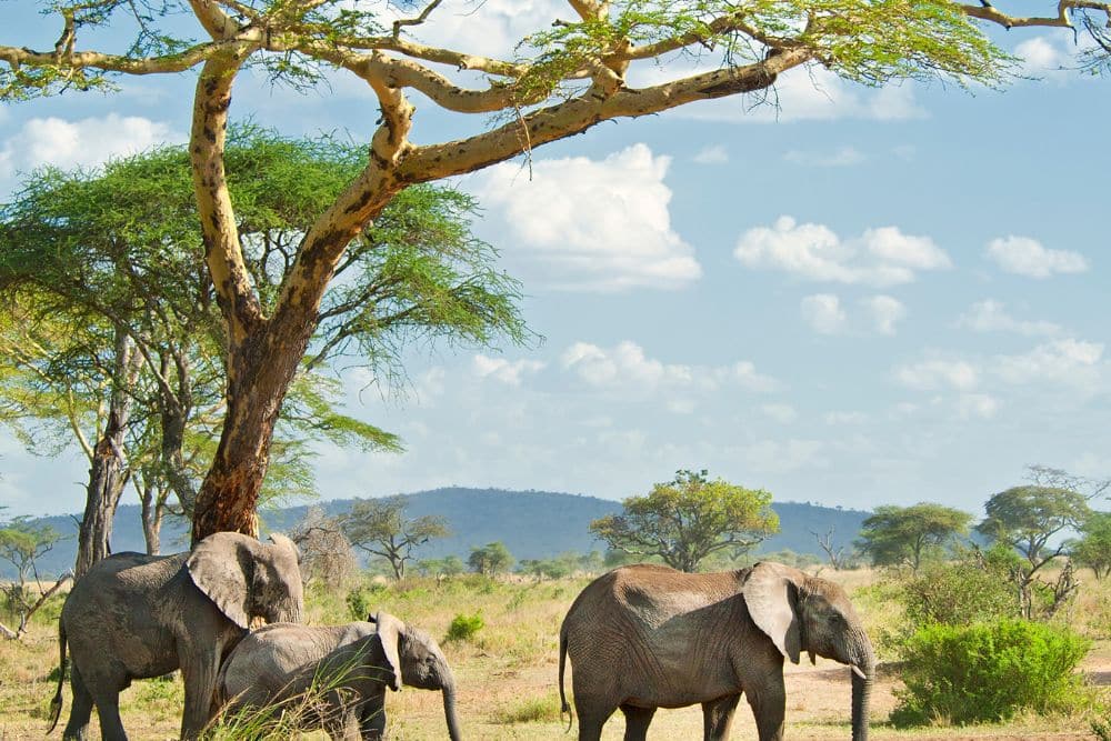 Serengeti-Nationalpark Tansania