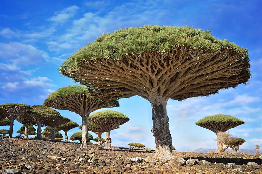Drachenblut-Bäume, Socotra, Jemen