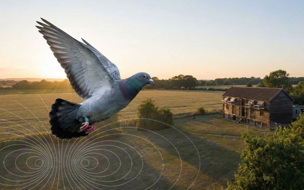 Das biologische GPS Woher Brieftauben wirklich wissen, wo sie hinfliegen müssen